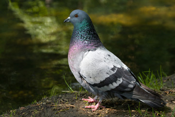 Blue dove near the water in the park in sunny weather on a bokeh background