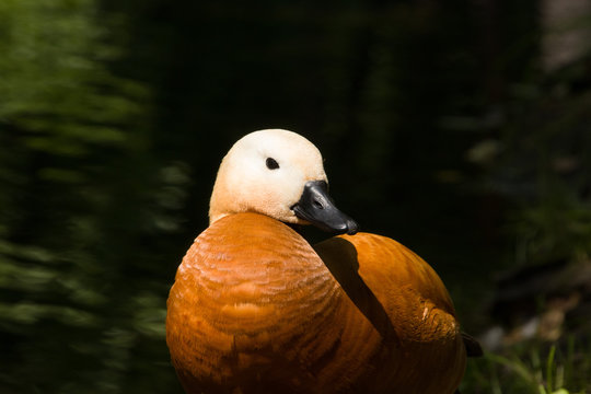 Orange duck Ogary female close-up near the water in sunny weather in the Moscow region
