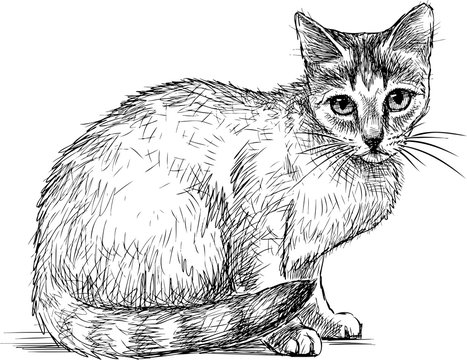 Hand drawing of sitting young domestic cat