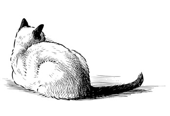 Sketch of lying down domestic Thai cat