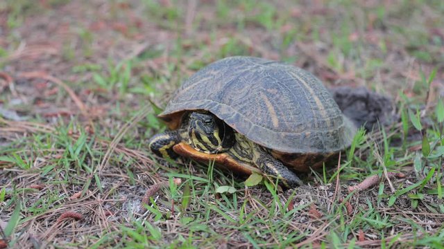 Top down angle of box turtle laying eggs