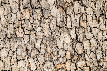 Tree bark as an abstract background. Texture