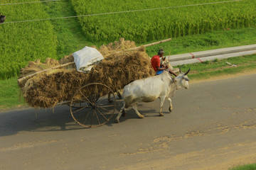 Bullock cart moving