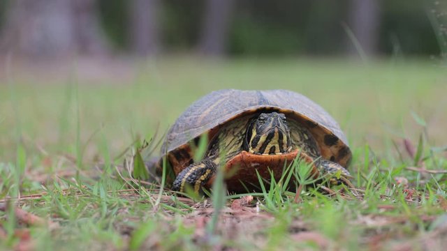 Front head view of box turtle in grass