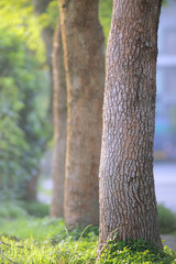 Camphor tree trunk in the morning sunlight in the park.