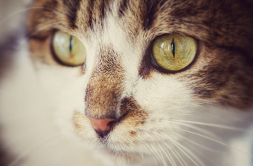 portrait of a tabby cat with brown-green eyes