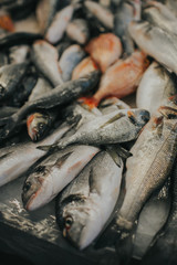 A close up of a fish. High quality photo