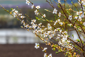 Blooming tree on river background, spring landscape