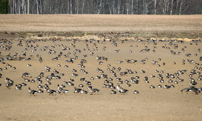 Agricultural field as place of stop-overs, geese make long stops in process of migration to replenish energy resources