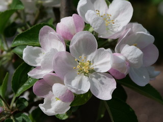 Viele Blüten eines Apfelbaums mit strahlend weißen Blütenblättern, gelben Staubblättern und...