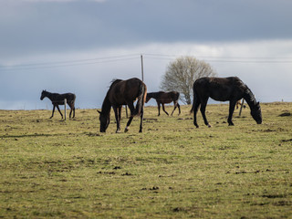 horse silhouettes between electric poles on a background of green spring pasture