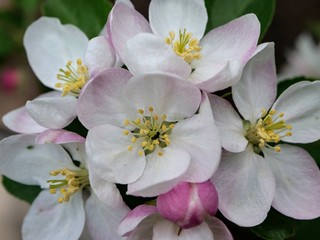 Naklejka premium Viele Blüten eines Apfelbaums mit strahlend weißen Blütenblättern, gelben Staubblättern und einem Hauch von pink an den aufgehenden Blüten