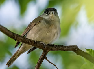 Mönchsgrasmücke Porträt