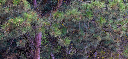 Background, texture of pine branches, pine tree