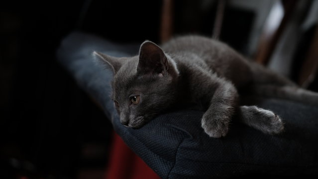 Chartreux Cat Resting On Cushion At Chair