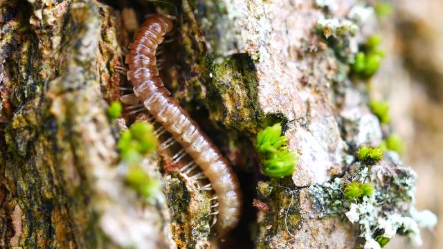 4K Extreme close up macro of a Greenhouse Millipede, Oxidus Gracilis, on a tree, eating damp or decaying wood, sometimes leaves, moss and plant material.