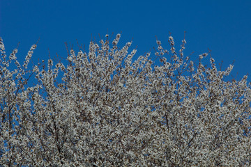 Blossoming apple tree in April.
