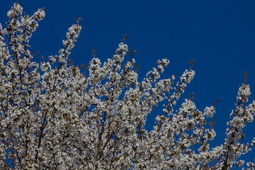 Blossoming apple tree in April.
