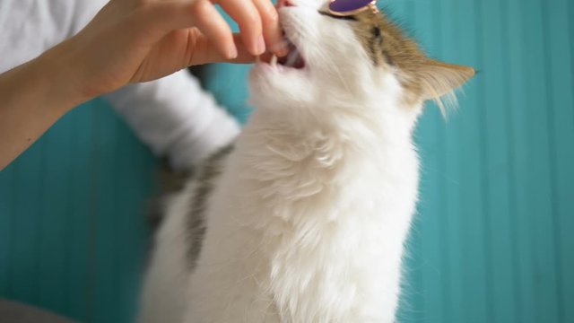 girl feeds meat delicacy of a white cat in round mirror glasses on wooden blue background, funny pet