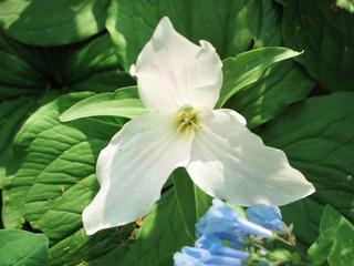 Trillium grandiflorum