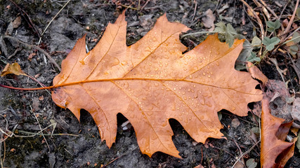 Wet oak leaf on the ground, autumn background