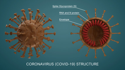 Coronavirus cell structures and anatomy. Labeled with morphology of Spike Glycoprotein, RNA and N protein,