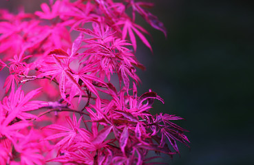 Photo of beautiful bright red leaves