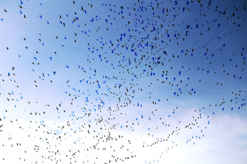 Photo of flying flocks of birds in the sky