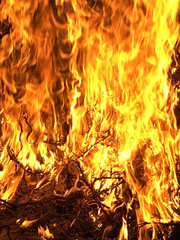 Strong fire in the forest. Burning grass in a red raging fire.