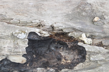 Burnt sea wood