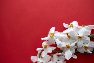 Spring flowers. Narcissus on red background. Free copy space