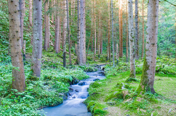Mountain stream surrounded by greenery and woods