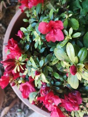 pink flowers in a garden