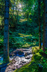 Mountain stream surrounded by greenery and woods