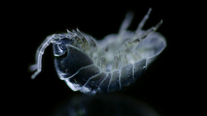 Woodlouse lies on its back cleaning its front legs