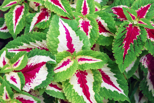 Solenostemon or Coleus (Plectranthus scutellarioides)  cultivated for variegated leaves