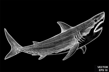 Shark. A fish. On a chalk board. Sketch. For your design.