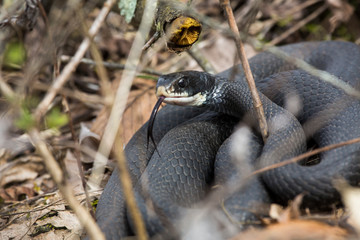 Northern black racer snake in bushes at Dividend Falls, Connecticut.