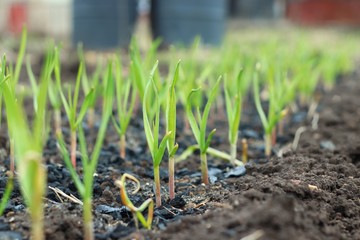 Garlic grows in the garden