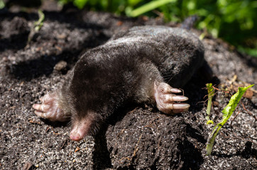 The black mole lies on a pile of of excavated soil. Selective focus.  .