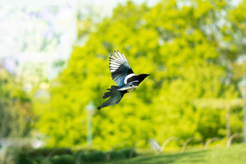 bird in flight on green background