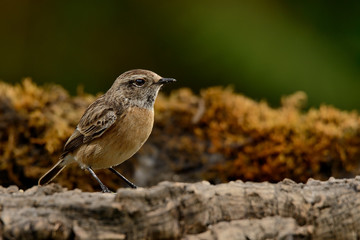  tarabilla europea  hembra posada en el musgo y fondo verde  (saxicola rubicola) Marbella...