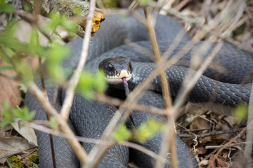 Northern black racer snake in bushes at Dividend Falls, Connecticut.