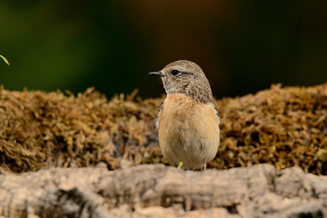  tarabilla europea  hembra posada en el musgo y fondo verde  (saxicola rubicola) Marbella Andalucía España 