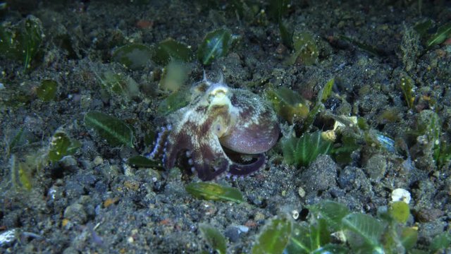 Coconut Octopus - Amphioctopus marginatus hanting in the night. Macro underwater 4k video. Tulamben, Bali, Indonesia. 
