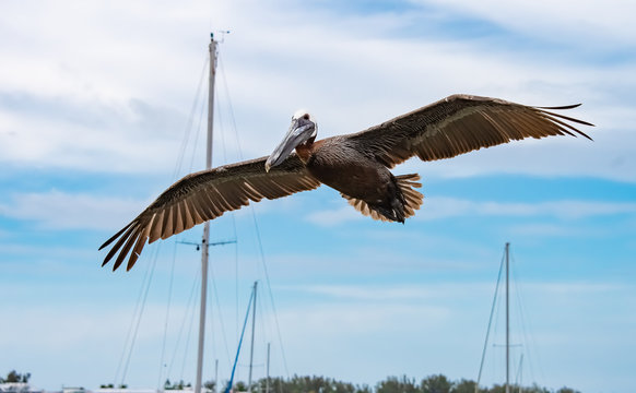 Brown Pelicans flying in front of sail boats at pier in Bradenton Florida Beach.