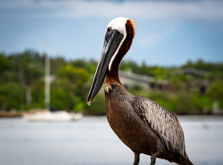 Brown Pelican closeup on Bradenton Beach Pier in Bradenton Florida.