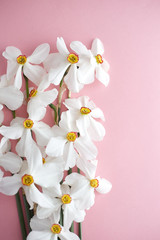Spring flowers. Narcissus on pink background. Free copy space