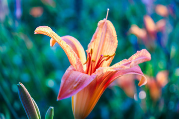 Obraz premium Artistic elegant macro closeup of the inside of the lily flower.