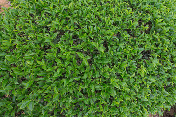 background of tea leaves